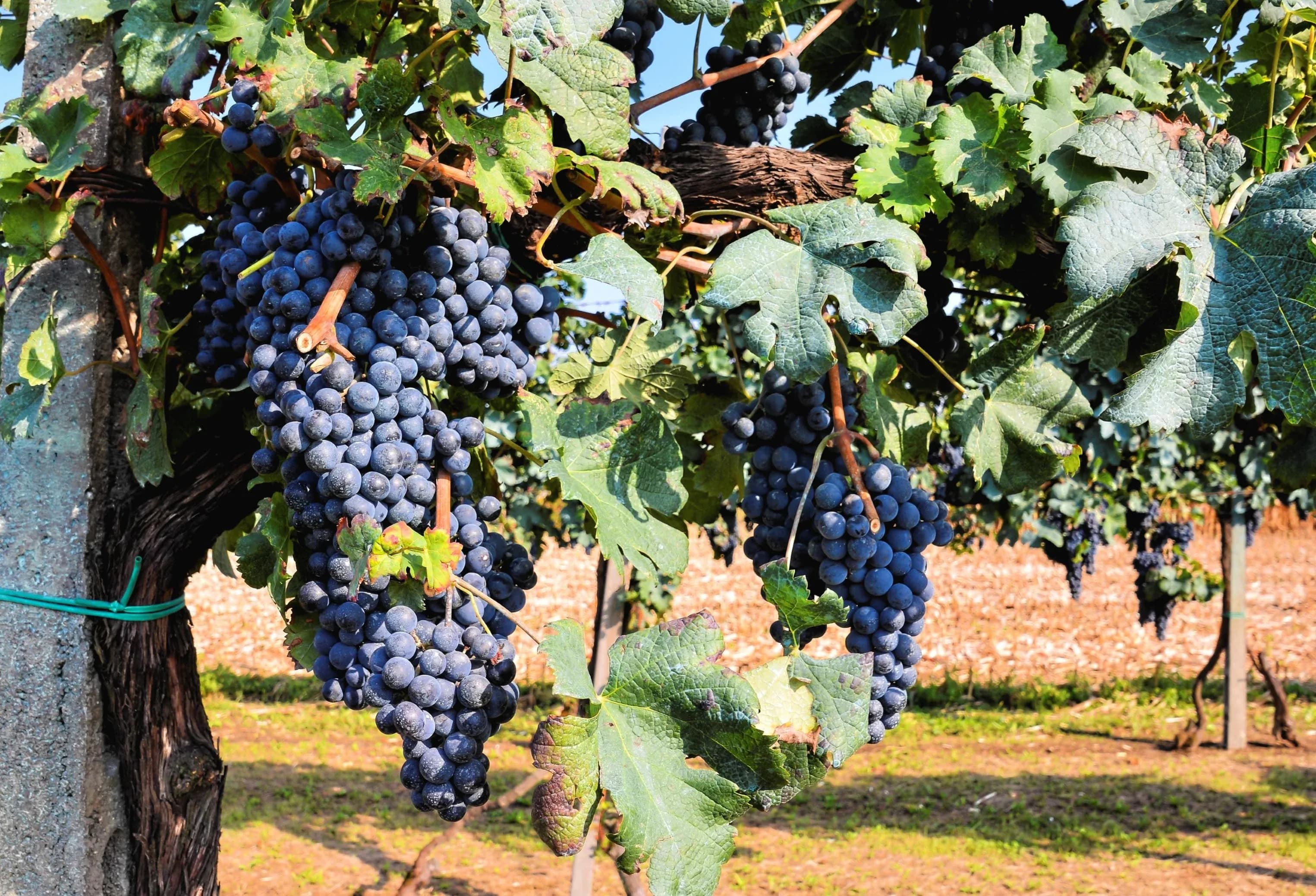 Vineyard Tour and Wine Tasting and Visit to Montepulciano